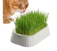 1x Cat Grass Planter | Compact Cat Grass Planting Box | Non-Slip Bottom Tray | Hydroponic Cats Grasss Pot | Soil-Less Watering Hollow Out Container | For Indoor Outdoor Home Countertop Pet Kitten