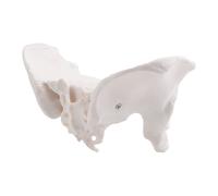 1X(Modello un Grandezza Naturale del Bacino Femminile, Modello 'Anca - Mode5101