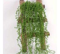 2/1 pezzo Pianta di succulente artificiale - Realistica pianta verde a corda di perle, Chloroplastida Forked Lover's Tears, Rampicante di piante grasse in plastica per appendere alla parete - Molto re
