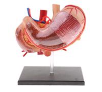 2: 3 Modello Interno Organo Pancreas Stomaco Statua Umano Studio Anatomia