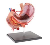 2: 3 Pancreas Dello Stomaco Umano Umano Con Lo Studio Dell'anatomia Del Modello