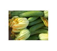 2 BUSTE di Semi di Zucchina San Pasquale - Varietà Tradizionale Italiana | Alta Germinazione, Ideale per Orto e Coltivazione in Vaso | Semi Naturali Non OGM