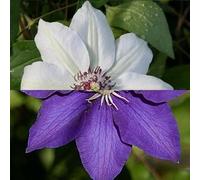2 Clematis: The President & Miss Bateman - bianco/blu e resistente all'inverno