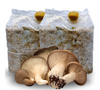 2 KIT COLTIVAZIONE FUNGHI CARDONCELLI PANI DI FUNGO CARDONCELLO SUBSTRATO 3 KG
