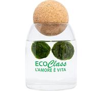 2 Marimo selezionati da 2-4 cm in vaso Feng Shui da 500 ml con tappo in sughero sfera per massaggio yoga