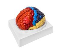 2 Modello anatomico del cervello umano staccabile, modello cerebrale neuroscientifico anatomico a grandezza naturale, con regioni colorate e numerate, for l'insegnamento clinico e pratico
