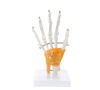 2. Modello Mobile Della Struttura Osso Mano Con Dita Staccabili Per L'educazione Scientifica E L'animazione Prototipazione Del Modello Anatomico Mano In PVC