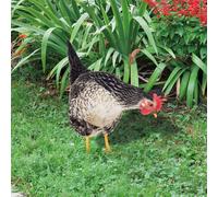 2 Pcs Cartelli Da Cortile Per Animali Con Paletti Decorazione Del Prato