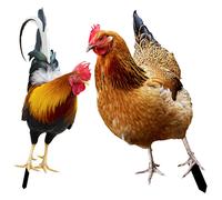 2 Pcs Scultura Di Pollo Arte Del Giardino Cartello Da Decorativo Per Esterni