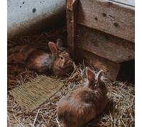 2 Pcs Stuoie Di Paglia Intrecciate Biancheria Da Letto Per Animali Domestici