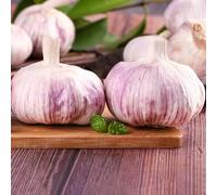 2 pezzi bulbi di aglio per - piccolo per le donne, balcone giardino di aglio, decorazione decorativa balcone