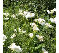 2 pezzi bulbi di cala sono perenni resistenti bulbi primavera, balcone resistenti, balcone bulbo alcatraces
