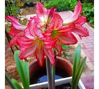 2 pezzi bulbo amarilis - Los bulbos de son perenne, resistenti, bulbos de amarilis temprana, primavera