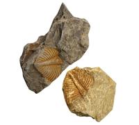 2 Pezzi Campione Fossile di Trilobite per Didattica | Superficie Liscia e Compatta, per Musei, Collezione Iniziale, Oggetti Scienza
