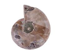 2 Pezzi di Campioni Fossili di Ammonite, Pietre e Minerali del Madagascar (Diametro 4 cm)