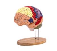 2 pezzi ingrandito cervello umano modello 4 parti per apprendimento psicologia insegnamento studio