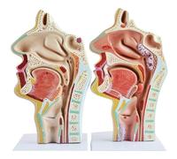 2 pezzi Modello anatomico della cavità nasale umana, della cavità orale, della faringe e della laringe, sezione mediana spezzata, modello otorinolaringoiatrico della cavità ipofaringea