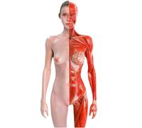 2 Pezzi Modello Umano Artigianale - Modello di Anatomia muscoloscheletrica - 30 cm / 11,8 Pollici Figura di Anatomia Umana per l'insegnamento in Aula di scienze