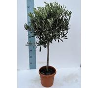 2 Pezzi Piante Di olivo CERTIFICATA olea europea vaso 18 alberello