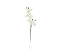 2 pezzi - Ramo di Orchidea Artificiale EUROPALMS, Crema-Bianco, 100cm - Decorazi