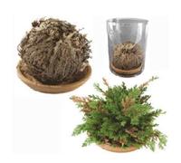 2 pezzi Rosa di Jerico SIGNUM Gerico Deserto Fiore Resurrezione Pianta Fiore