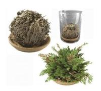 2 pezzi Rosa di Jerico SIGNUM Gerico Deserto Fiore Resurrezione Pianta Fiore Verde