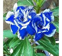 2 pezzi/sacca fleur de Rose du désert adenium obesum fleur double pétales graine en pot pour jardin maison 100% vrai: 5: graines