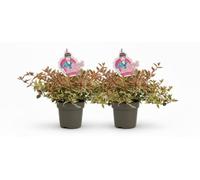 2 piante di Abelia "Lady Peach" v. 11