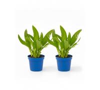 2 Piante di Aglio Orsino su vaso 12 BIO