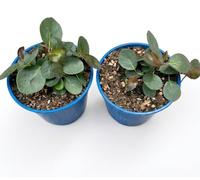 2 PIANTE DI CAPPERO VASO CM 14, UNA PIANTA MODIPITRE