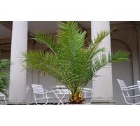 2 Piante Di Phoenix Canariensis / 50-60 Cm