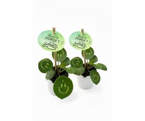 2 Piante di Pilea su vaso cm 8 "non dimenticare di sorridere"