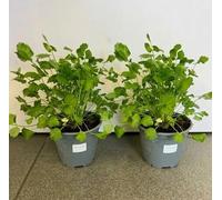 2 Piante di Pimpinella Anisum, piante di Anice su vaso cm 14 MODIPITRE