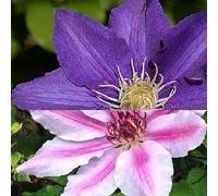 2 piante rampicanti Clematis: Clematis The President & Clematis Nelly Moser - blu/rosa, perenne e resistente all'inverno, 2 vasi da 1,5 litri
