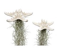 2 Stelle Marine Bianche con Tillandsia Viva e Muschio Spagnolo - Piante d’Appartamento Decorative - Airplants Naturali - Regalo Originale - Trendyairplants