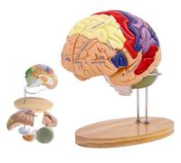 2 Volte Modello di Cervello Umano Anatomia ed espositore a grandezza Naturale 9 Modello anatomico del Cervello Umano codificato a Colori per l'insegnamento dello Studio in Classe