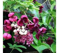 2 x Akebia Quinata - Frutto del Cioccolato | 2 Piante Sempreverdi - 2 x Vaso 1,5 Litro (Pianta Rampicante - Pianta Adulta) - Muri, Pergola, Balconi e Terrazze | ClematisOnline