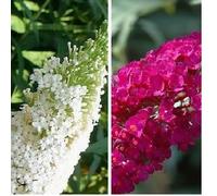 2 x Buddleja (lilla estiva): White Profusion (bianco) + Royal Red (rosso) | perenne e resistente all'inverno - Buddleia | 2 x vasi da 1,5 litri