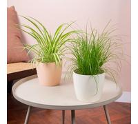 2 x Bundle di Piante da Interno Pet Friendly - Confezione Doppia di Cyperus Zumula e Chlorophytum Variegatum - Mix di Piante per Gatti in Vasi da 12 cm.