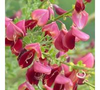 2 x Ginestra 'Boskoop Ruby' / Cytisus | Piccolo arbusto resistente - Rosso - 2 piante perenni da fiore | 2 vasi da 1,5 litri