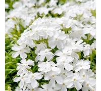 20.000 semi Timo bianco strisciante, varietà perenne senza OGM, si diffonde lentamente come un "tappeto bianco" naturale a causa della sua natura strisciante.