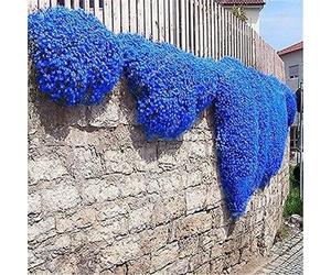 20.000 semi Timo blu strisciante, varietà perenne senza OGM, si diffonde lentamente come un "tappeto blu" naturale a causa della sua natura strisciante.