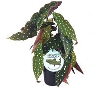 20-30cm Begonia Maculata Pianta a Pois | Bellissima Pianta Premium per ambienti Interni| Pianta Regalo