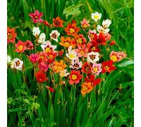 20 Bulbi di Sparaxis in Miscuglio | 5/+ cm di circonferenza | Bulbi provenienti dai migliori produttori Olandesi | Esclusiva selezione e controllo qualità | Fioritura garantita