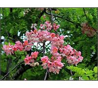 20 Cassia Javanica Seeds, Java Cassia, Pink Shower, Apple Blossom Tree - Rainbow Shower Tree Seeds ONLY