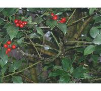 20 Centennial Ragazze Hybrid Seeds Agrifoglio - Ilex Centrochinese X L. aquifolium Seeds ONLY