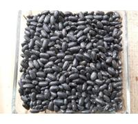 20 Cherokee Trail of Tears Black Bean Seeds ~ sapore della storia ~ OP Heirloom Seed