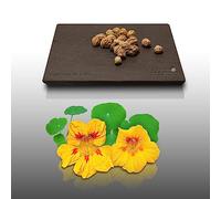 20 grain di Fleurs à semer - Le Grenier d'Abondance - CAPUCINE De Lobb - Tropaeolum majus