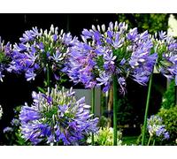 20 Graines de Lis du Nil, Agapanthus Africanus, Agapanthus Umbellatus seeds