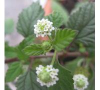 20 Graines Herbe Sucrée des Aztèques (Lippia Dulcis) G551 Graines d'herbes douces aztèques: Graines